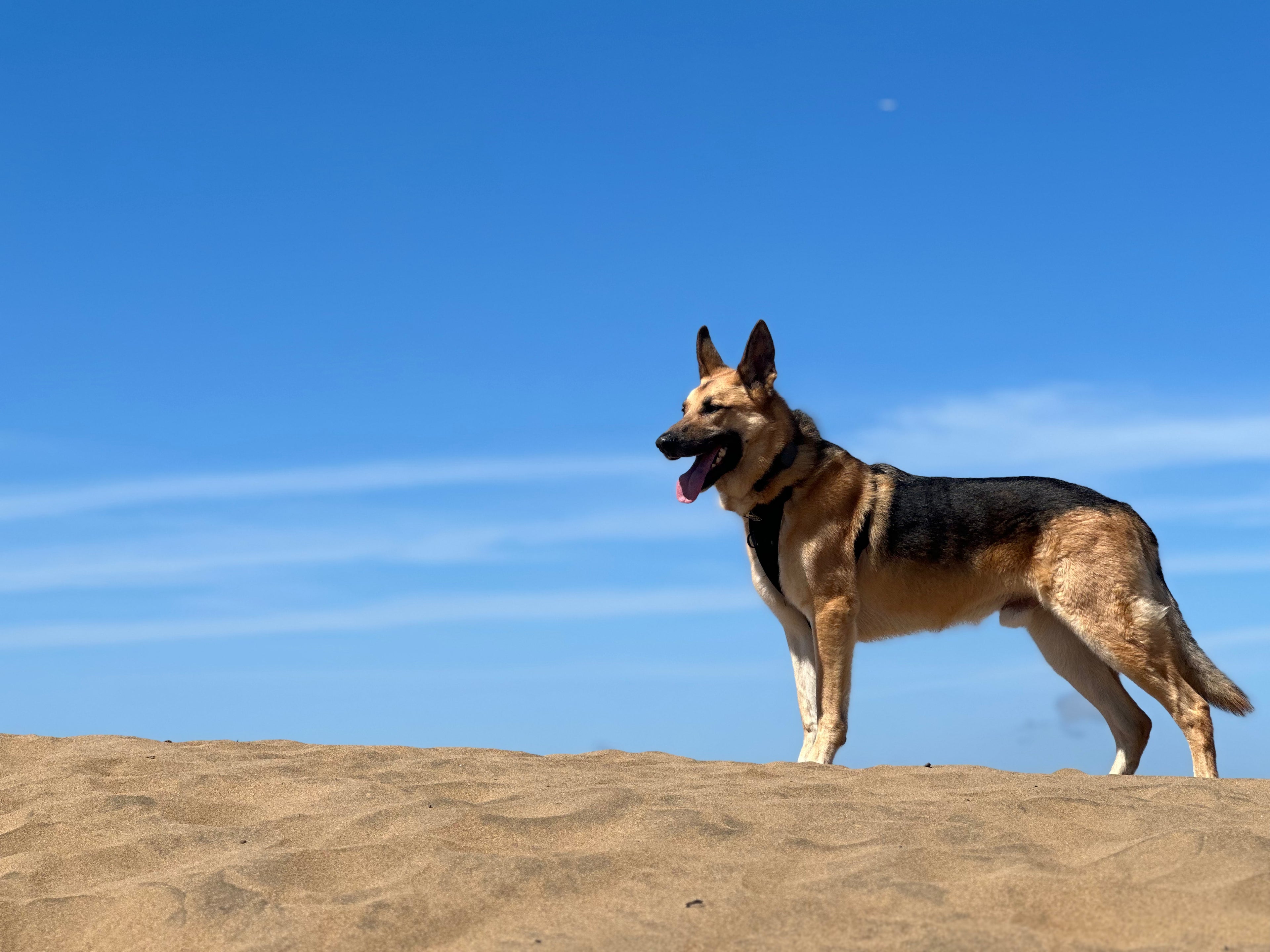 Augasus - German Shepard Decal Set